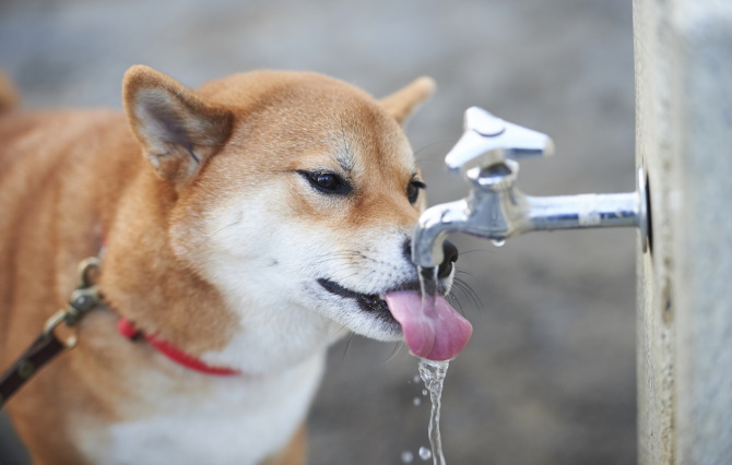 ペットに水道水を飲ませても大丈夫？ペットに適している飲み水は？